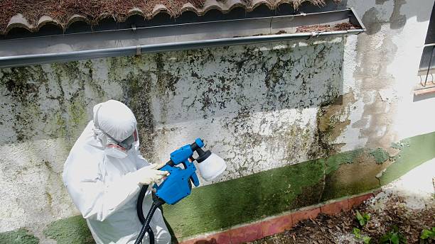 Trusted Mold Inspection service in Spring Hope, NC - Cheap Mold Removal